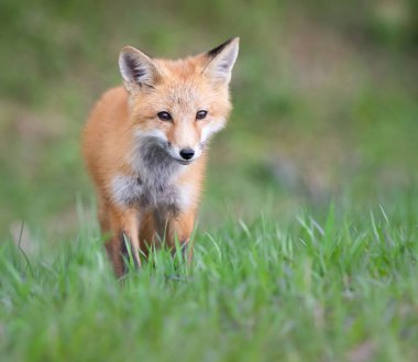 Vahşi doğada kızıl tilki çantası