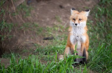 Vahşi doğada kızıl tilki çantası