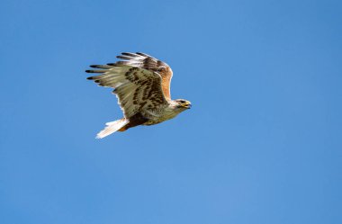Kızıl kuyruklu şahin vahşi doğada