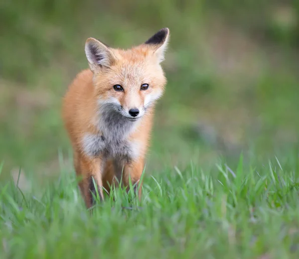 Rode Vos Kit Het Wild — Stockfoto