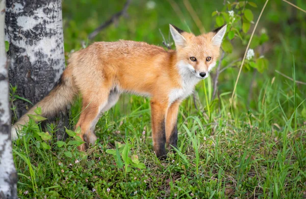 Rode Vos Kit Het Wild — Stockfoto