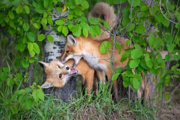 Kit Renard Roux Dans Nature — Photo