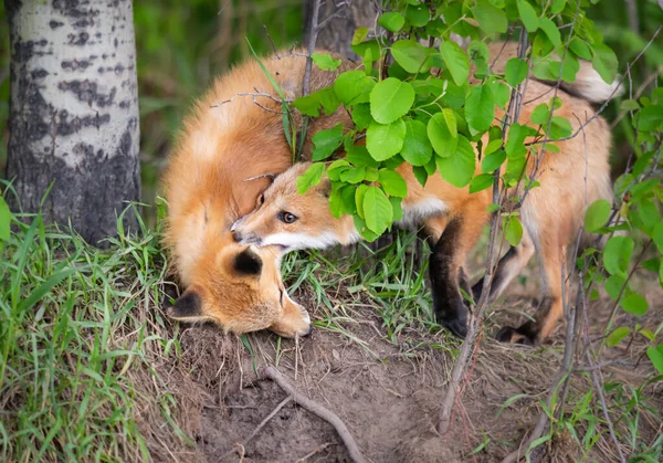 Rode Vos Kit Het Wild — Stockfoto