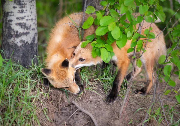 Rode Vos Kit Het Wild — Stockfoto