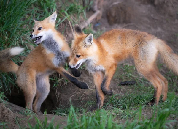 Zestaw Red Fox Środowisku Naturalnym — Zdjęcie stockowe