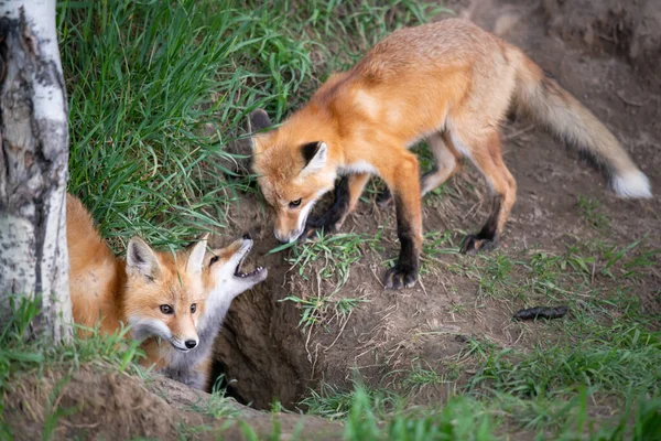 Rotfuchs Bausatz Freier Wildbahn — Stockfoto