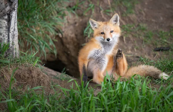 Zestaw Red Fox Środowisku Naturalnym — Zdjęcie stockowe