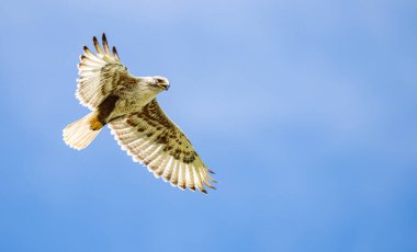Kızıl kuyruklu şahin vahşi doğada