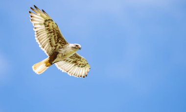 Kızıl kuyruklu şahin vahşi doğada