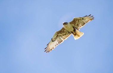 Kızıl kuyruklu şahin vahşi doğada