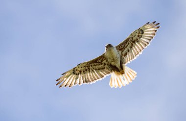 Kızıl kuyruklu şahin vahşi doğada