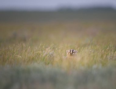 Kanada 'nın vahşi doğasında porsuk