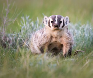 Kanada 'nın vahşi doğasında porsuk