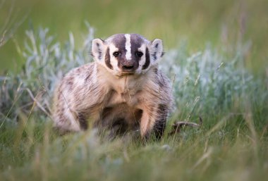 Kanada 'nın vahşi doğasında porsuk