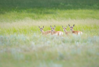 Kanada bozkırlarında geyik