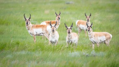 Vahşi doğada boynuzlu at