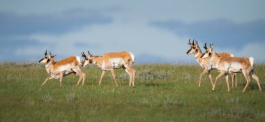 Vahşi doğada boynuzlu at