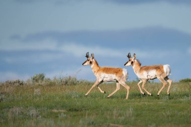 Vahşi doğada boynuzlu at