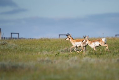 Kanada bozkırlarında bir at.