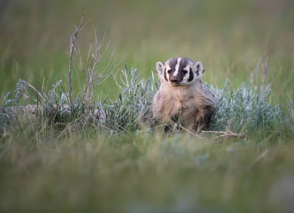 Kanada Nın Vahşi Doğasında Porsuk — Stok fotoğraf