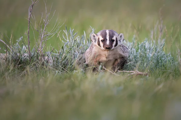 Badger Canadese Wildernis — Stockfoto