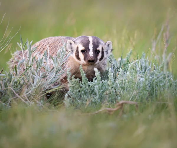 Badger Canadese Wildernis — Stockfoto