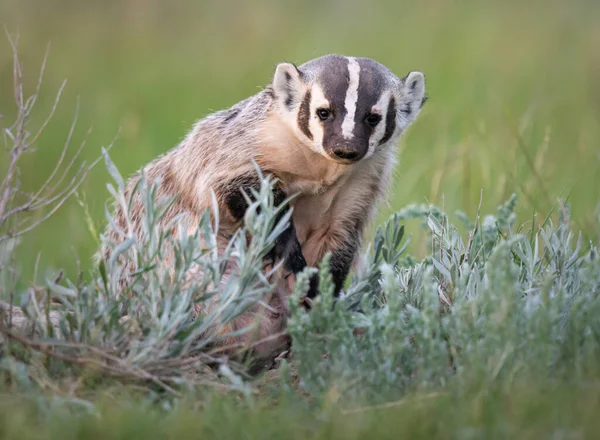 カナダの荒野のバッジャー — ストック写真