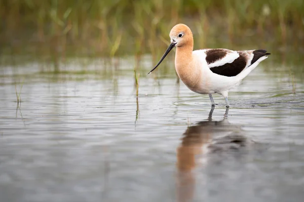 Avocet Dans Nature — Photo