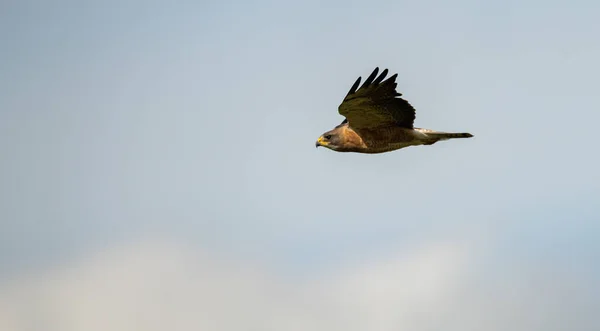 Hawk Canadian Prairies — Stock Photo, Image