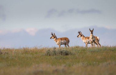 Kanada bozkırlarında bir at.