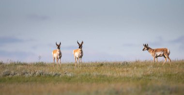 Kanada bozkırlarında bir at.