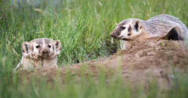 Kanada 'nın vahşi doğasında porsuk