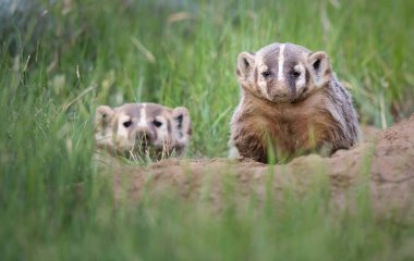 Kanada 'nın vahşi doğasında porsuk