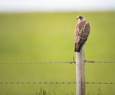 Kanada 'nın vahşi doğasında Şahin