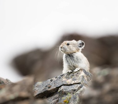 Vahşi doğadaki Pika
