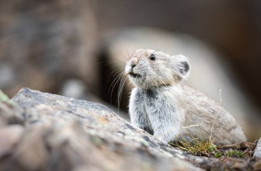 Vahşi doğadaki Pika