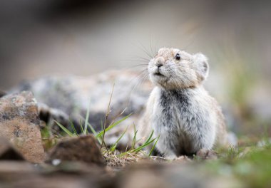 Vahşi doğadaki Pika