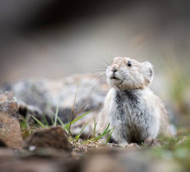 Vahşi doğadaki Pika