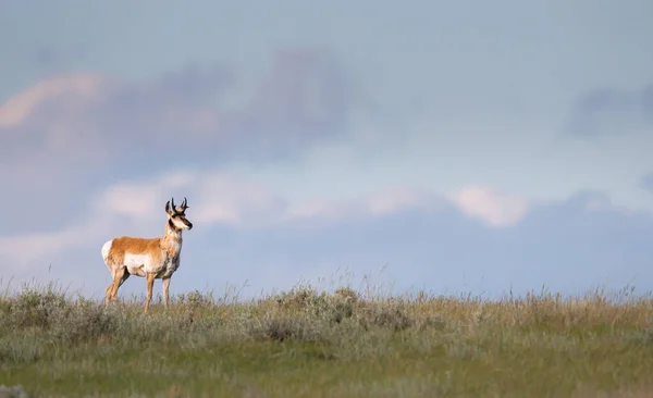 Pronghorn Kanadyjskich Preriach — Zdjęcie stockowe