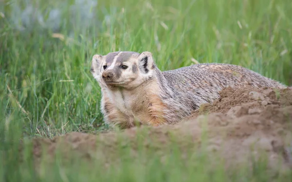 カナダの荒野のバッジャー — ストック写真