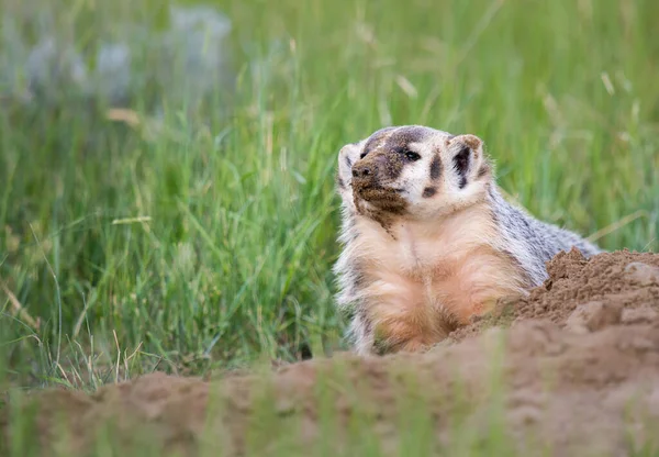 Badger Canadese Wildernis — Stockfoto