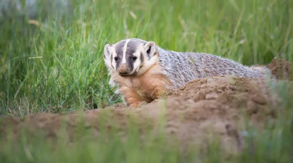 Badger Padang Gurun Kanada — Stok Foto