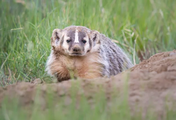 Blaireau Dans Nature Sauvage Canadienne — Photo