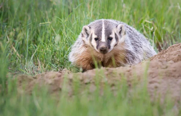 Badger Padang Gurun Kanada — Stok Foto