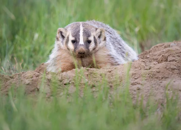 Badger Padang Gurun Kanada — Stok Foto