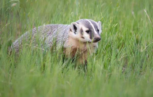 Badger Canadese Wildernis — Stockfoto