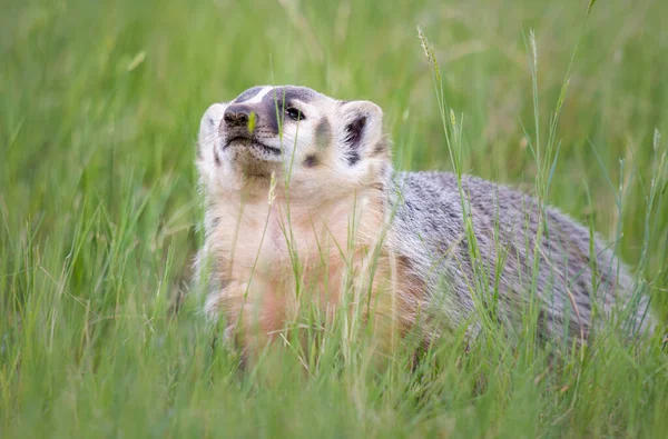 Blaireau Dans Nature Sauvage Canadienne — Photo