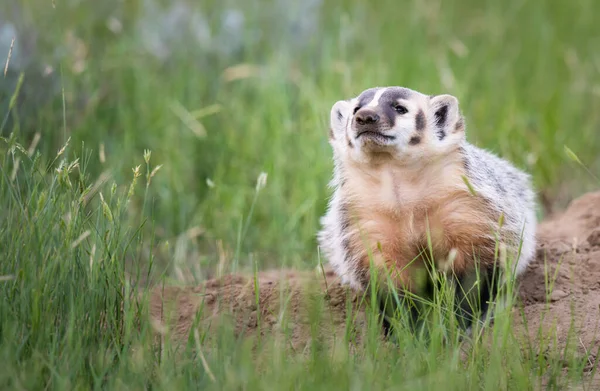 Badger Padang Gurun Kanada — Stok Foto