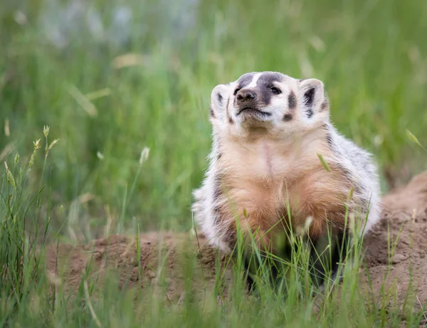 Badger Padang Gurun Kanada — Stok Foto