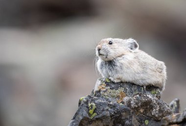 Vahşi doğadaki Pika